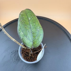 Hoya Patcharawalai 077 – Rare Collector’s Hoya | Thick Leaf Tropical Houseplant | Personally Curated | From The Hoya Heaux Collection
