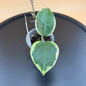 Rare Hoya sp. Panglai Albo Top Cutting with New Growth | Variegated Hoya | Collector’s Plant from Personal Collection