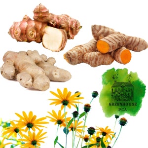 Edible Garden Bulb Bundle | 3 Peruvian Ginger, 3 Jerusalem Artichoke, 3 Turmeric Rhizomes | Satisfaction Guarantee by Greenhouse PCA