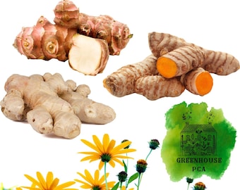 Edible Garden Bulb Bundle | 3 Peruvian Ginger, 3 Jerusalem Artichoke, 3 Turmeric Rhizomes | Satisfaction Guarantee by Greenhouse PCA