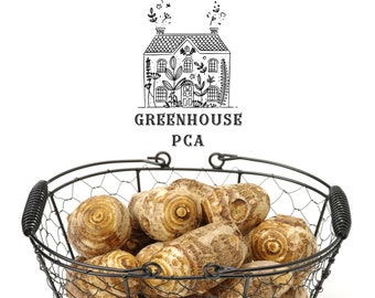 May include: A black wire basket filled with taro roots. The taro roots are tan and brown with a spiral pattern. The basket has a handle on each side. The text "GREENHOUSE PCA" is above the basket.