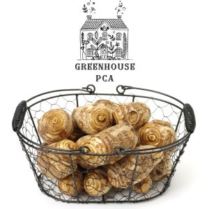 Fresh Live Green Elephant Ear Taro Bulbs for Growing and Eating!  100% Satisfaction Guarantee from Greenhouse PCA!