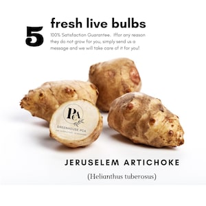 5 Tubers Jerusalem Artichokes (also known as Sunchoke, Sunroot) for Planting or Eating