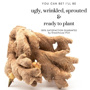 Live Organic Peruvian Ginger Rhizomes for Planting.  Bulbs Will Arrive Pre-Sprouted & Ready to Plant!