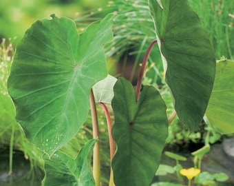 3 Live Elephant Ear Taro Bulbs for Exotic Garden Landscaping and Edible Delights. by Greenhouse PCA