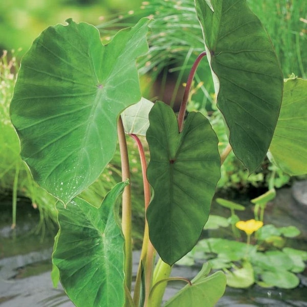 3 Live Elephant Ear Taro Bulbs for Exotic Garden Landscaping and Edible Delights. by Greenhouse PCA