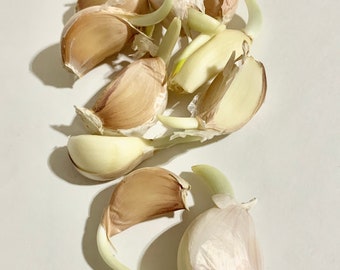 12 Spouted Garlic Bulbs