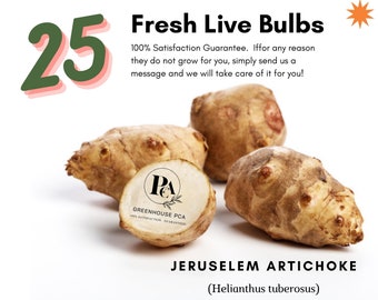 May include: A close-up of 25 fresh Jerusalem artichoke bulbs, also known as sunchoke, with a brown, knobby exterior. The bulbs are arranged on a white surface. The image includes the text "Fresh Live Bulbs" and "100% Satisfaction Guaranteed. If for any reason they do not grow for you, simply send us a message and we will take care of it for you!"