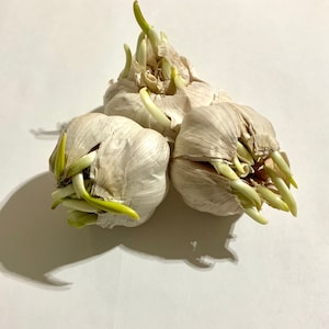 May include: Three heads of garlic, each with multiple green sprouts emerging from the cloves. The garlic bulbs are off-white with papery skins. The image is taken from a high angle, with shadows cast on a white surface.