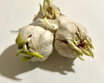 Sprouted Garlic Bulbs for Growing