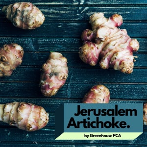 Live Jerusalem Artichoke Tubers (also known as Sunchokes, Sunroot) for Planting or Eating