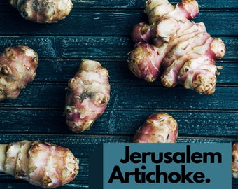 Live Jerusalem Artichoke Tubers (also known as Sunchokes, Sunroot) for Planting or Eating