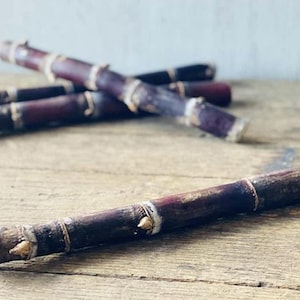 Fresh Purple Sugarcane Stalk, 10 Inch Length, Multiple Growth Nodes, Natural Raw Cane for Growing or Eating by Greenhouse PCA