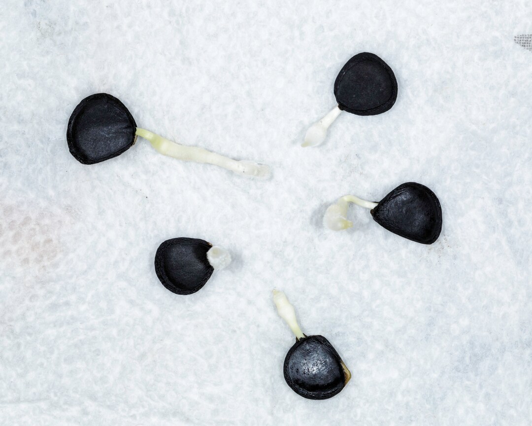 10 Joshua Tree Seeds Hand Harvested by Greenhouse PCA in Joshua Tree