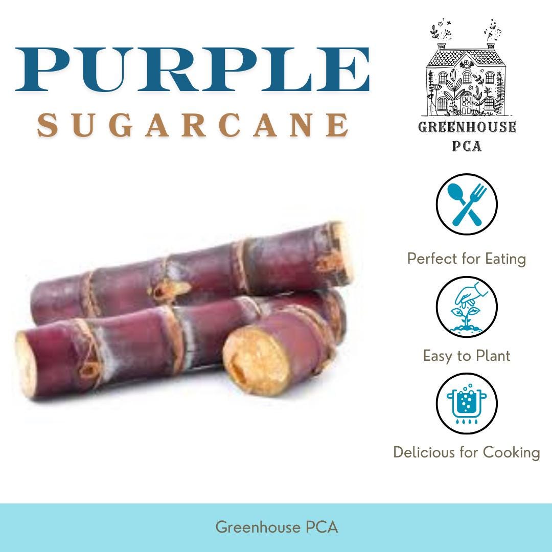 Live Sugar Cane Plant - Edible Sweet Black Saccharum In 1 Gallon Pot, Ready To Grow 12 thumbnail image