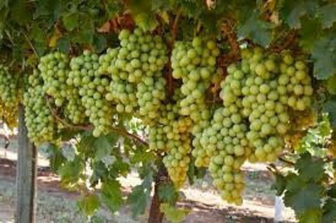 3 Fresh Thompson Seedless Grape Vine Plant Cuttings. Unrooted Etsy