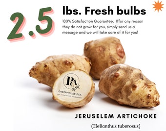 May include: Image of 2.5 lbs of fresh Jerusalem artichoke bulbs. The bulbs are tan and irregularly shaped, with a rough texture. The text on the image reads "Fresh bulbs" and "Jerusalem Artichoke".