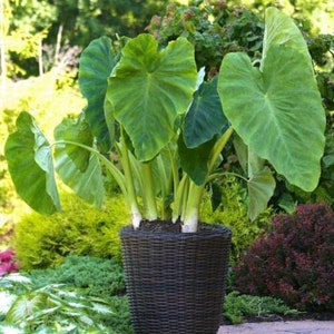 Elephant Ears (Colocasia Esculenta) 3 Bulbs by Greenhouse PCA | Bold Tropical Landscape Effect.