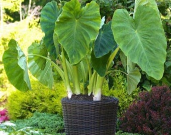 Elephant Ears (Colocasia Esculenta) 3 Bulbs by Greenhouse PCA | Bold Tropical Landscape Effect.