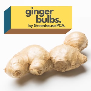May include: A close-up of a ginger root, a knobby, light brown root with a slightly rough texture. The ginger root is isolated on a white background. The text "ginger bulbs. by Greenhouse PCA." is displayed in a yellow box with a brown border.
