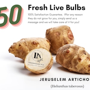 50 Tubers Jerusalem Artichokes (also known as Sunchoke, Sunroot) for Planting or Eating