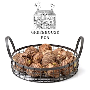 10 Green Elephant Ear Taro Bulbs for Growing and Eating!  100% Satisfaction Guarantee from Greenhouse PCA!