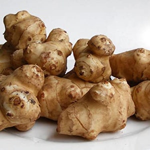 May include: A group of brown, knobby Jerusalem artichoke tubers, also known as sunchoke, on a white surface.