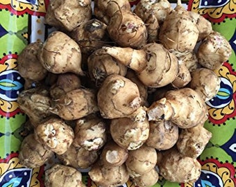 One Pound of Sunchoke Rhizomes for Planting | Jerusalem Artichokes by Greenhouse PCA