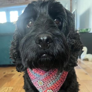 May include: A black dog with a crocheted bandana. The bandana is in shades of pink, blue, and purple, and decorated with small floral details. The dog is sitting on a wooden floor.
