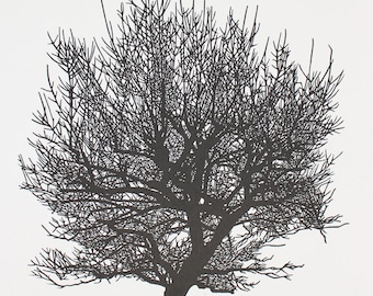 Apple Tree | Handmade Limited Edition 3 Colour Reduction Linocut Print | INK638