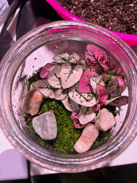 DIY terrarium kit container not included Home & Hobby Terrarium Supplies Plants