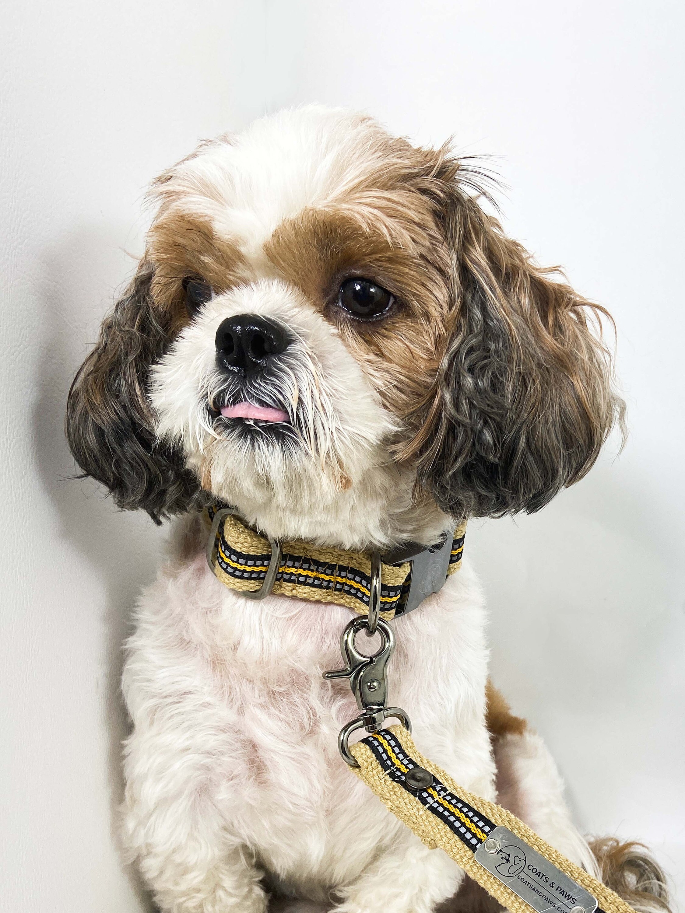 Shih Tzu Dog Price In Mumbai