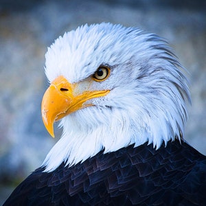 Può includere: Primo piano della testa di un'aquila calva, che mostra le sue caratteristiche distintive. L'aquila ha un becco giallo brillante, occhi gialli penetranti e una corona di piume bianche che contrastano con il suo corpo marrone scuro. L'immagine cattura lo sguardo intenso dell'uccello.