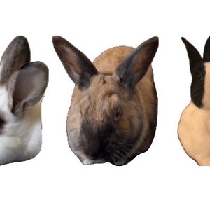 Custom Pet Magnet – Personalized Animal Lover Gift bild 7