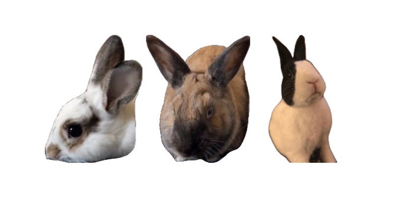 Custom Pet Magnet – Personalized Animal Lover Gift bild 7