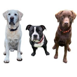 Personalized Pet Magnet – Custom Teacher Classroom Gift