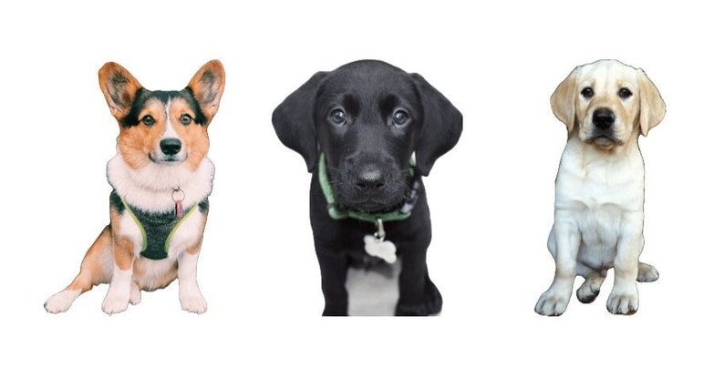 Custom Pet Magnet – Personalized Animal Lover Gift bild 3