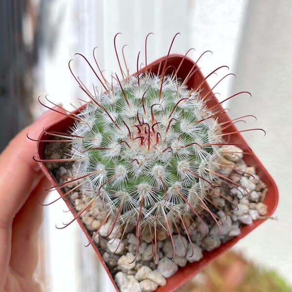 Pincushion Cactus Etsy