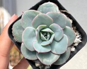 Echeveria Atlantis Echeveria Peaches and Cream Succulents