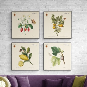 Set of Four Fruit Botanical Prints, Vintage French Artworks for Kitchen Wall. Kitchen Wall Decor. Redoute Fruit Prints. Redoute Fruit Prints