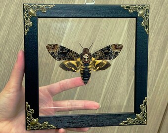 Framed Death's-head hawkmoth (Acherontia Atropos) Moth Taxidermy Real Moth Frame Insect Wall Decor Framed Taxidermy Entomology Frame