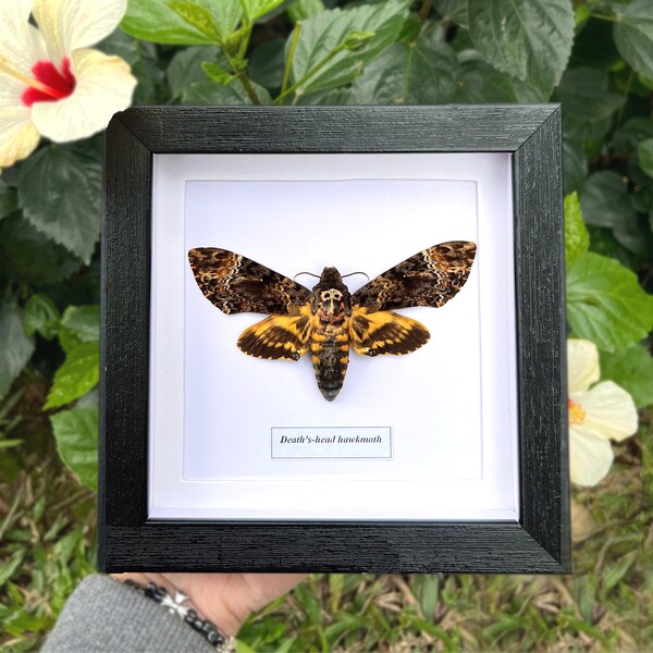 Framed Death's-head Hawkmoth (Acherontia Atropos) Moth, Framed Butterfly, Frame Insect Wall Decor, Butterfly Decor, Entomology Taxidermy