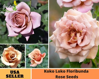 25+ Rare Seeds| Koko Loko Floribunda Rose Seeds- Perennial -Authentic Seeds-Flowers -Organic. Non GMO -Mix Seeds for Plant-B3G1#A047