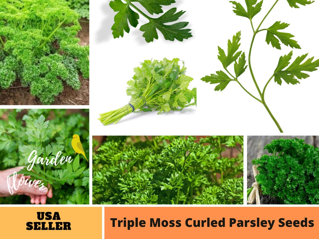 Triple Moss Curled Parsley Seedsperennial authentic Non