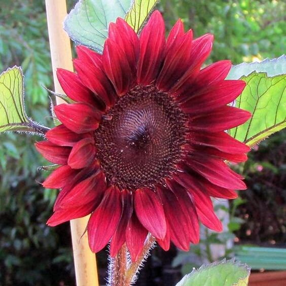 25 Seeds Red Sunflower Seedsperennial authentic Etsy