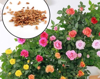 25+ Rare Seeds| Mix Hybrid Tea Rose Seeds -Perennial -Authentic Seeds-Flowers -Organic. Non GMO -Mix Seeds for Plant-B3G1#1060