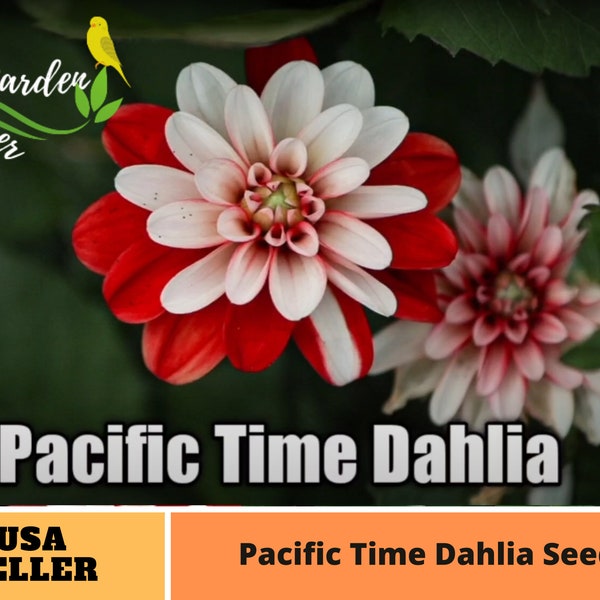 Red White Pacific Time Dahlia Perennial Flower Seeds -Authentic Seeds-Flowers -Organic-Mix Seeds for Plant-B3G1#D012.