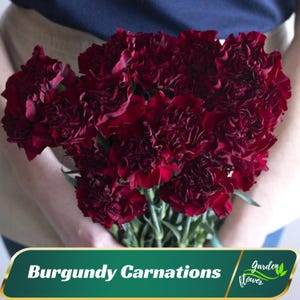Burgundy  Carnations - Dianthus - Authentic Seeds - Cold Resistant - Drought Tolerant - Shrub Seeds - Planting In Spring/ Fall -   #ca8