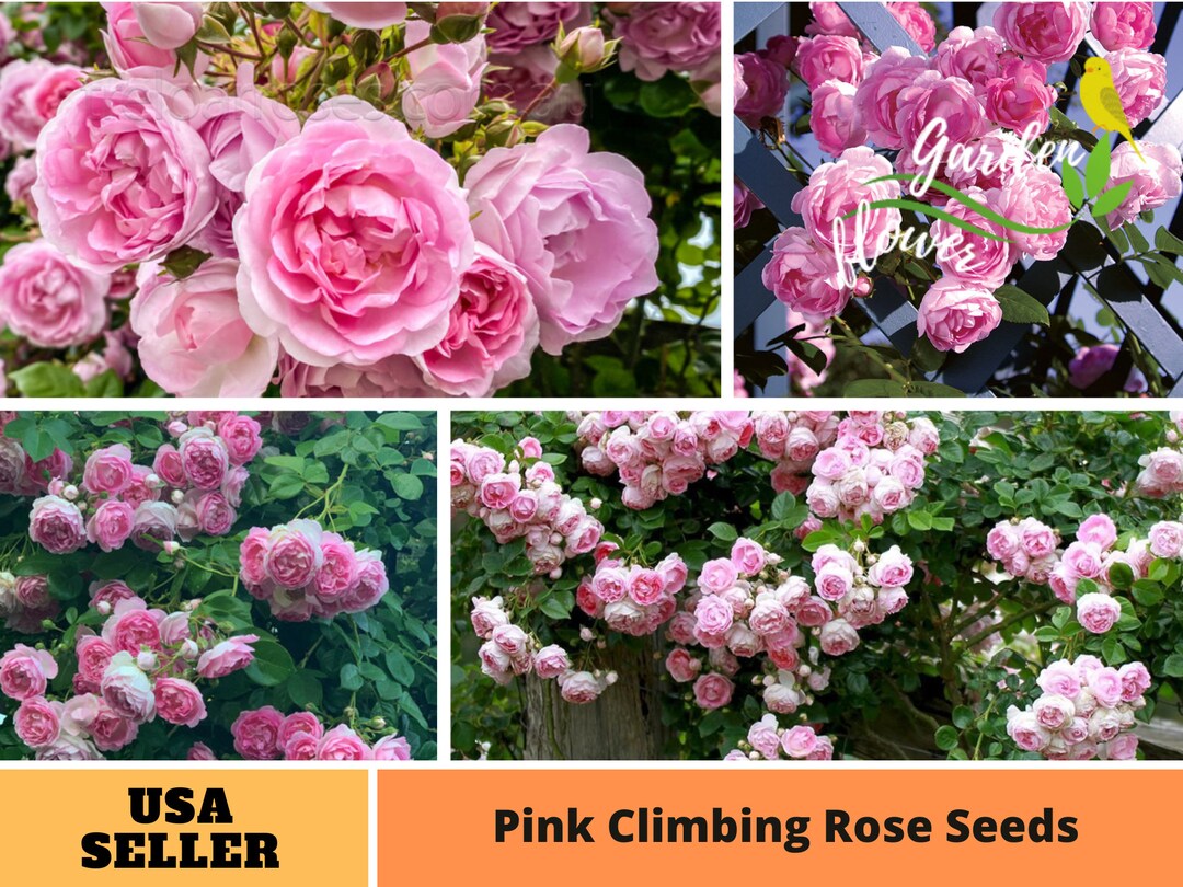 30 Rare Seeds Pink Roses Seeds Perennial Authentic Seeds Late Winter to Early Spring Planting