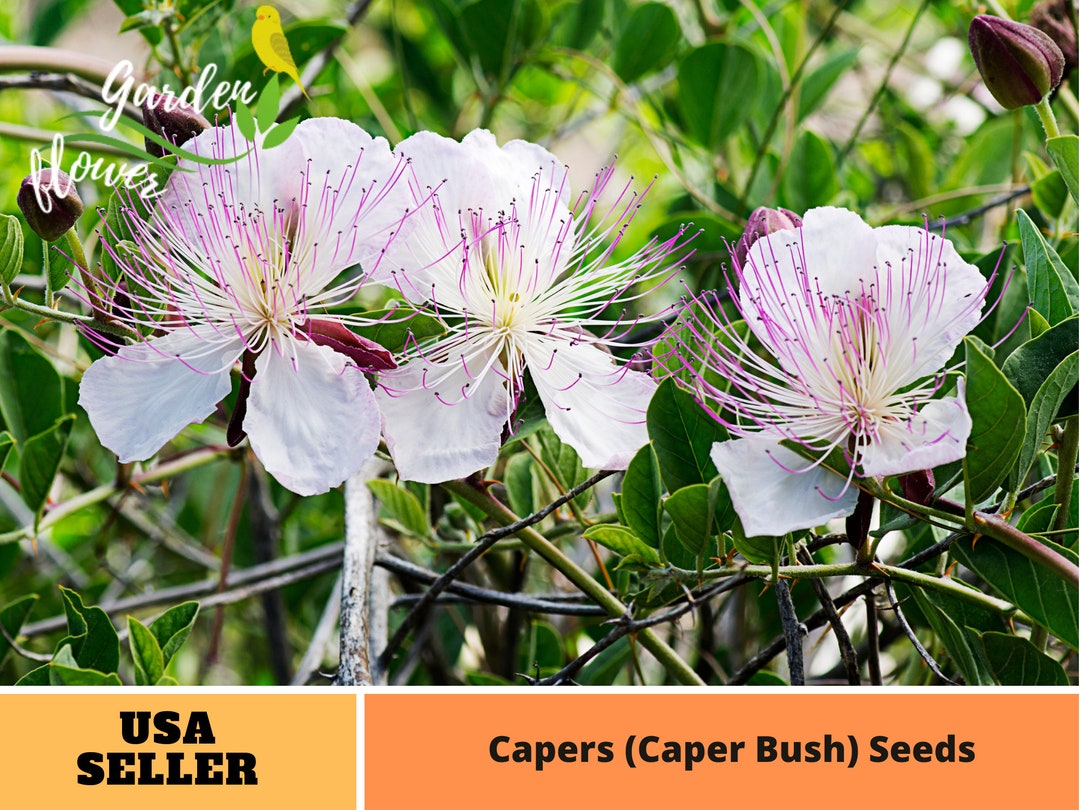12 Seeds Capers caper Bush Seeds Flower Vegetable Seeds Asian Garden